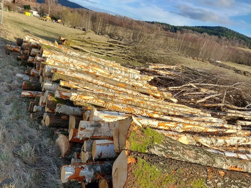 aef-stammholz-birkenstammholz-pefc