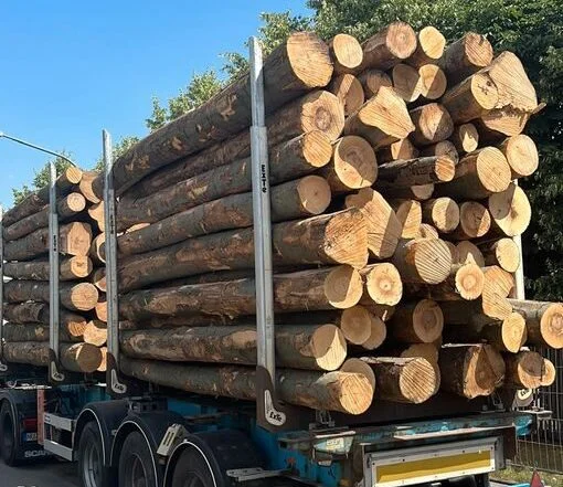 aef-stammholz-buchenstammholz-frisch